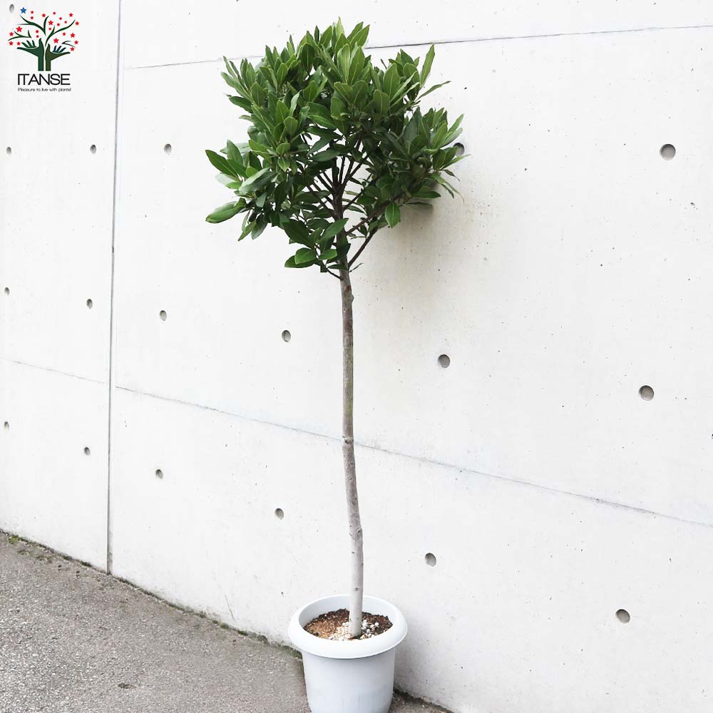 月桂樹(ローリエ) 常緑樹 特大苗 130cm 超 大きく立派な株 10号鉢植え