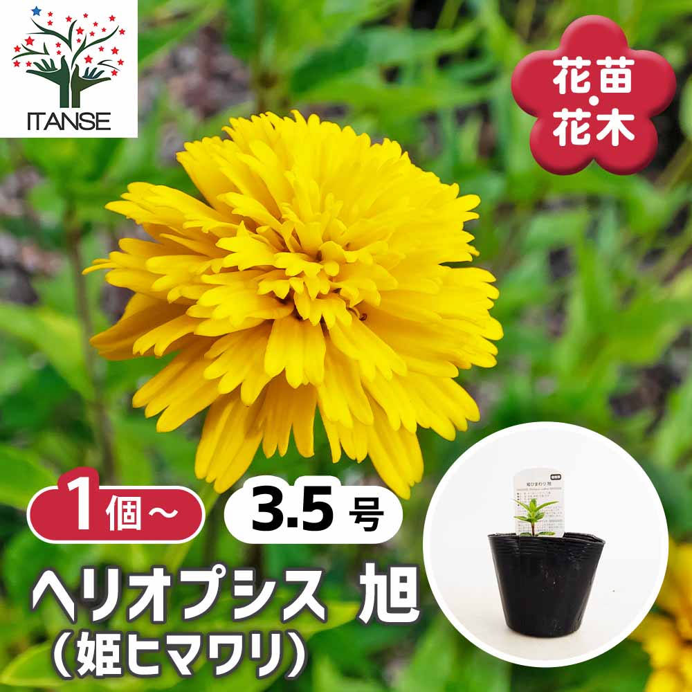 ヘリオプシス 旭 (姫ヒマワリ) 【花苗 3.5号】｜ 【植物のITANSE