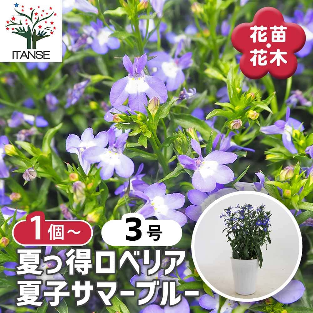 夏っ得ロベリア 夏子サマーブルー 【花苗 3号】｜ 【植物の