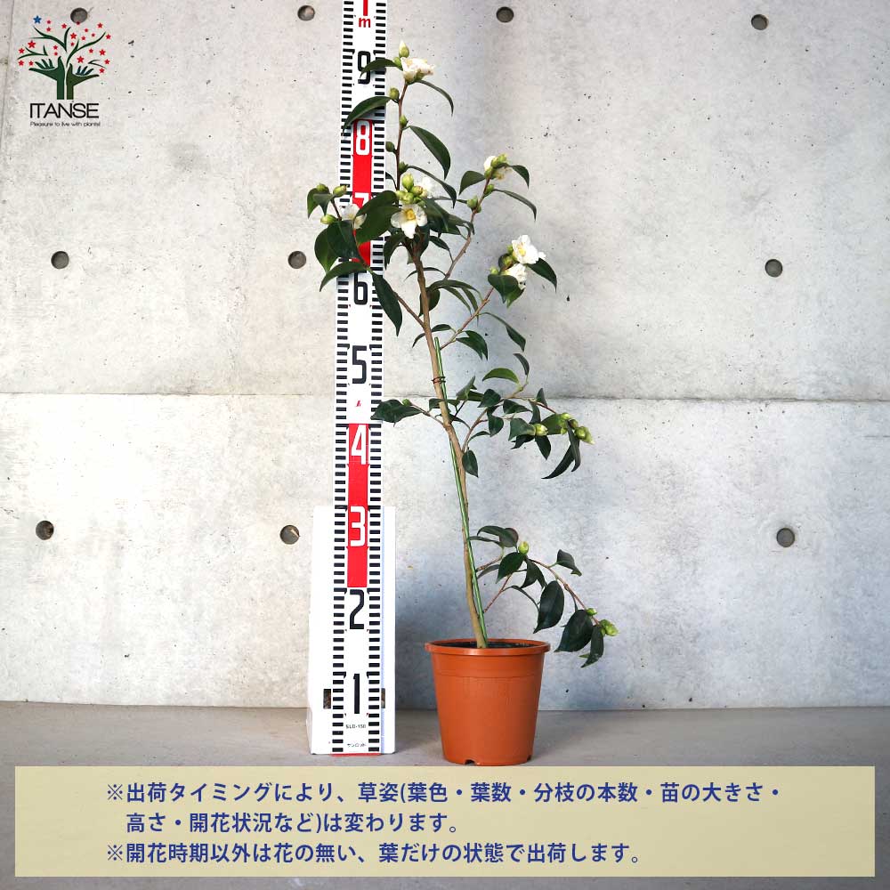 椿(ツバキ)の苗木 品種:白侘助(シロワビスケ)【庭木 5号鉢/1個売り】| 【植物のITANSE】全品送料無料・即出荷!