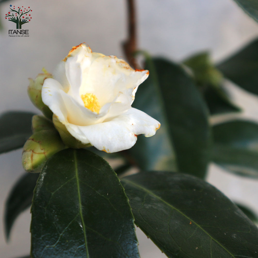 椿(ツバキ)の苗木 品種：白侘助(シロワビスケ)【庭木 5号鉢／1個売り