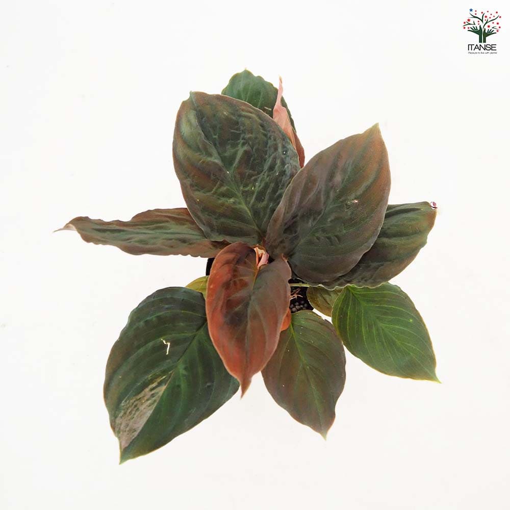 ホマロメナ ブラックベルベット 【観葉植物 3号／1個売り】｜ 【植物の