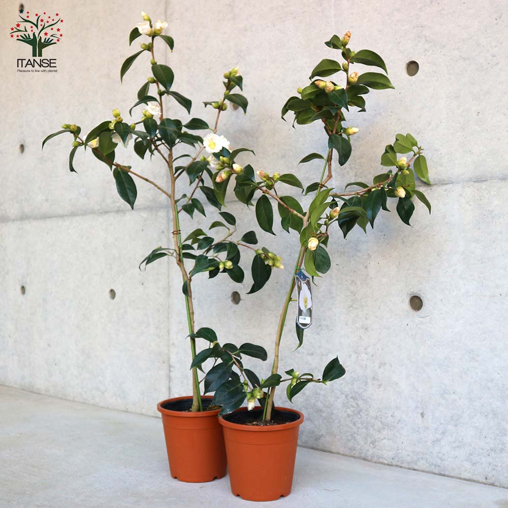 椿(ツバキ)の苗木 品種：白侘助(シロワビスケ)【庭木 5号鉢／1個売り