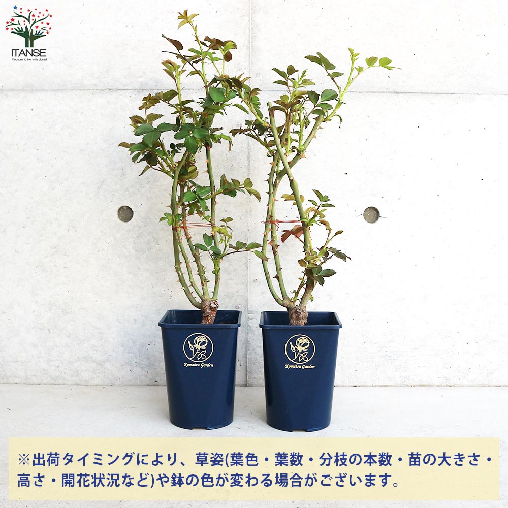 ＊パパンダ5号様確認用＊つるばら苗　ロココ バラ苗　ツルバラ苗 返り咲き性つる薔薇 ロココ【花苗 5号角鉢新苗／1個売り】｜ 【植物の
