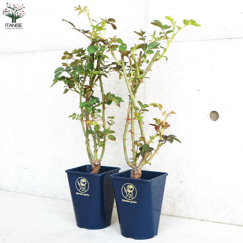 返り咲き性つる薔薇 ロココ【花苗 5号角鉢新苗／1個売り】｜ 【植物の