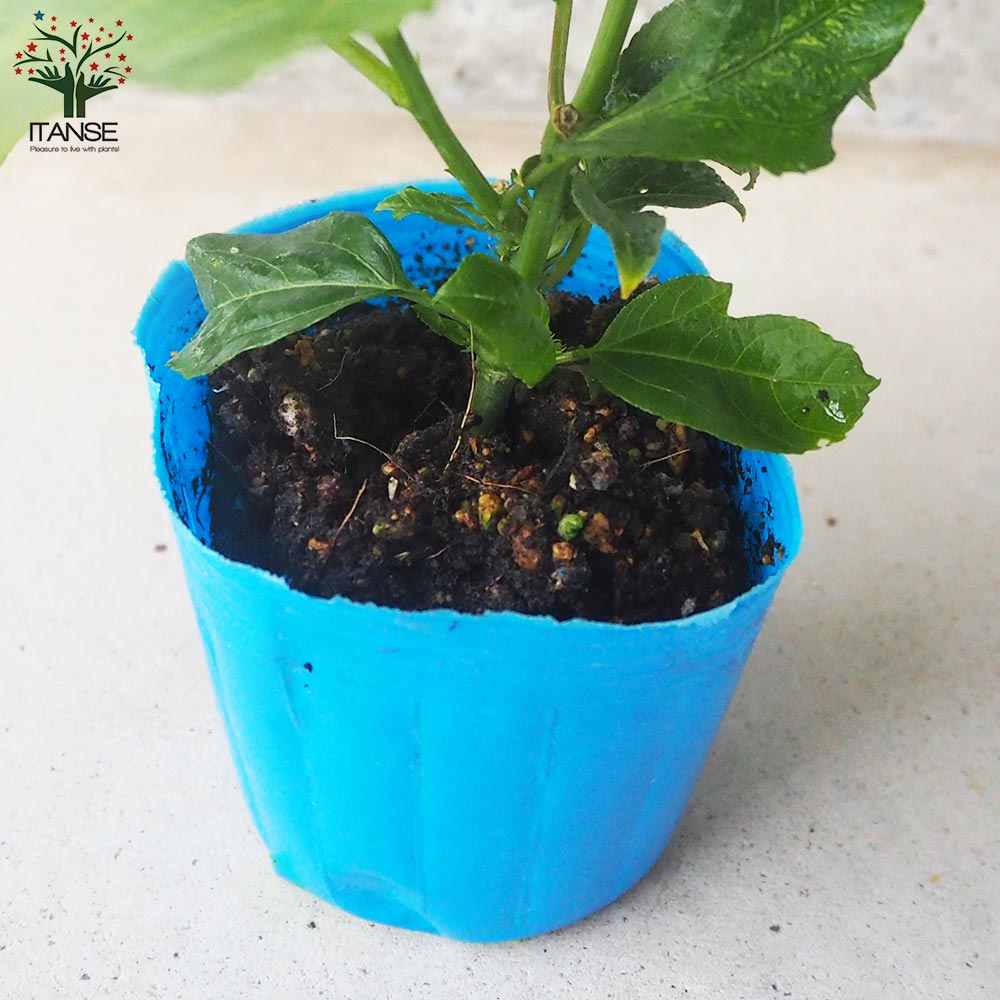 パッションフルーツの苗問い合わせ&ベビー誕生