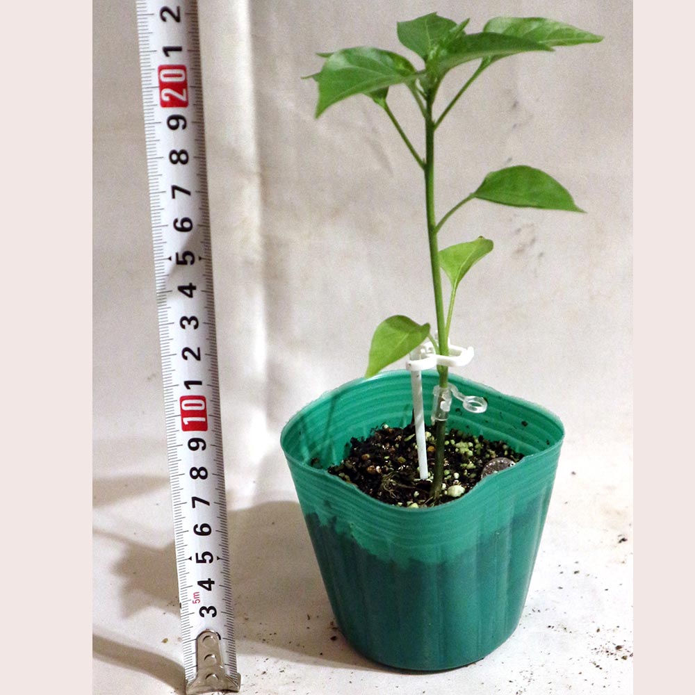京ひかりピーマン(中型種) 接木苗2個~【野菜 接木苗9cmポット】