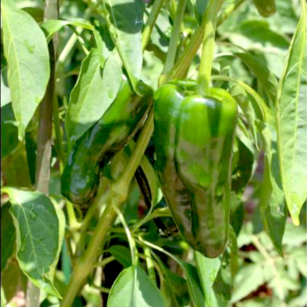 京ひかりピーマン(中型種) 接木苗2個~【野菜 接木苗9cmポット】