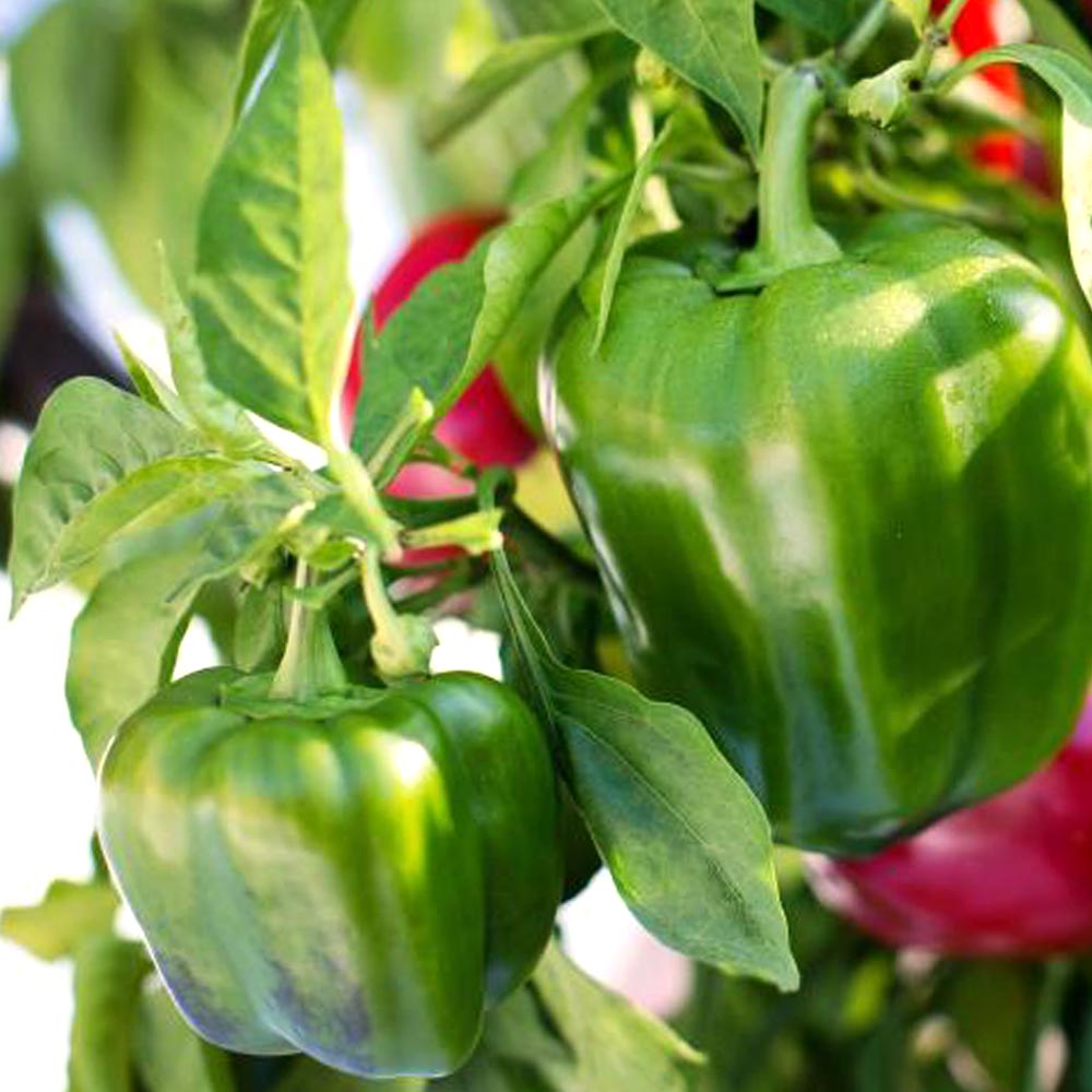 京ひかりピーマン(中型種) 接木苗2個~【野菜 接木苗9cmポット】