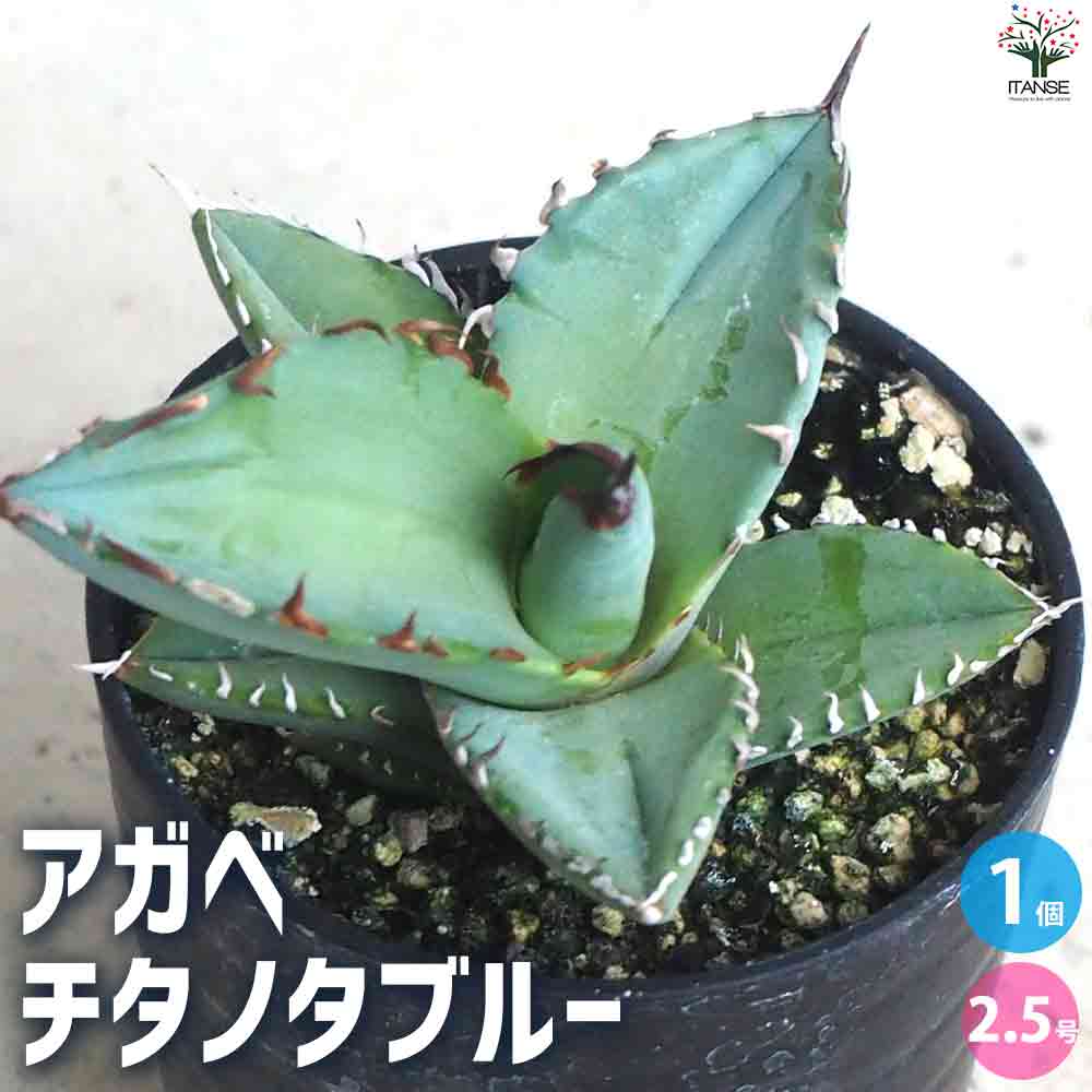 アガベ チタノタブルー 【多肉植物 2.5号鉢／1個売り】