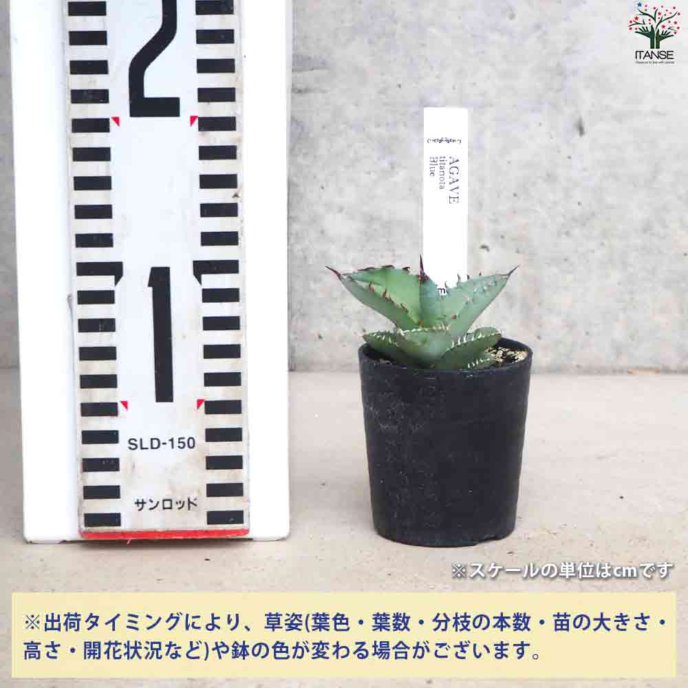 アガベ チタノタブルー 【多肉植物 2.5号鉢／1個売り】