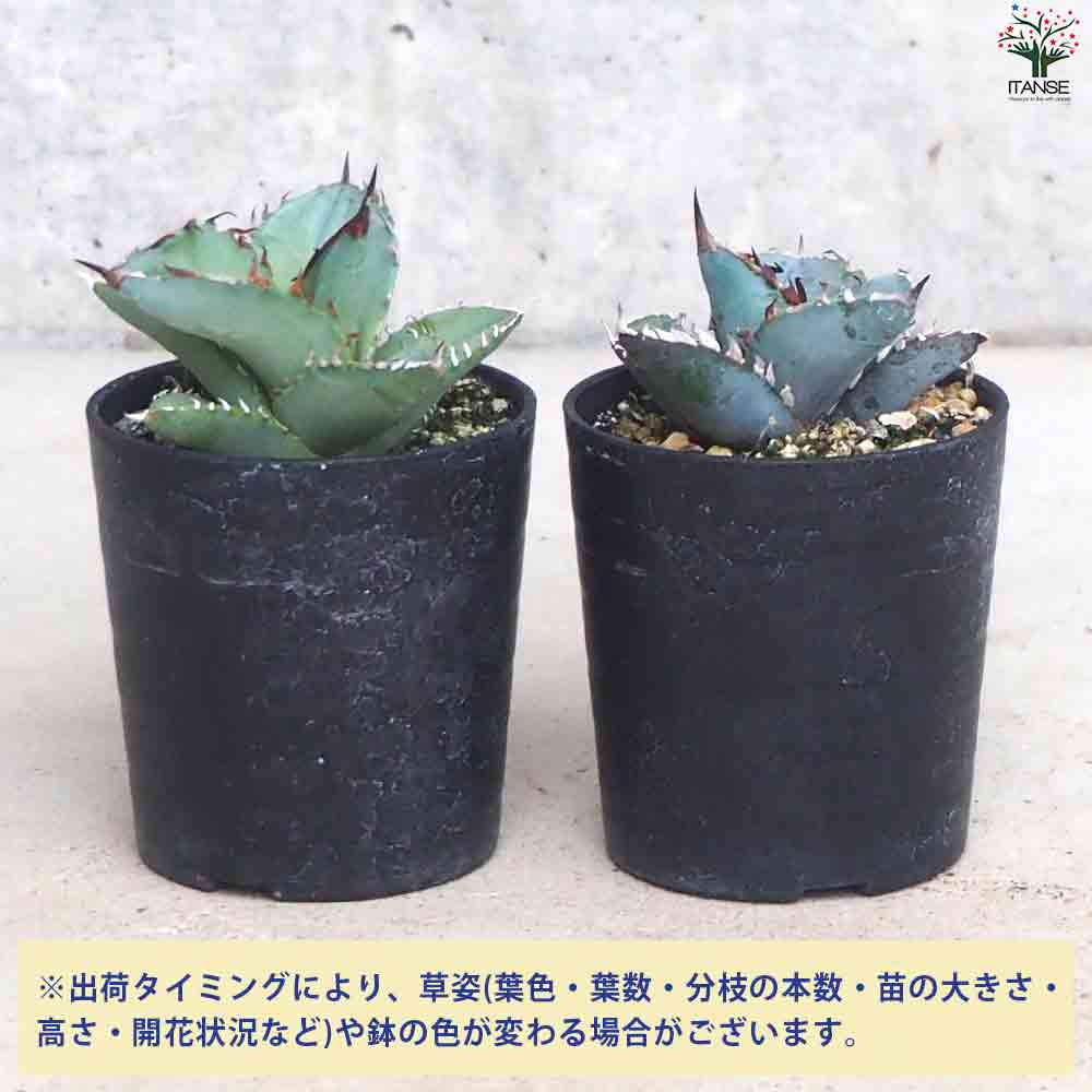 アガベ チタノタブルー 【多肉植物 2.5号鉢／1個売り】｜ 【植物の