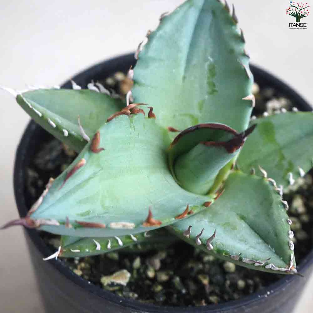 アガベ チタノタブルー 【多肉植物 2.5号鉢／1個売り】