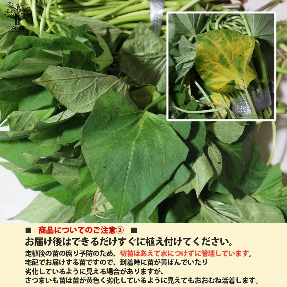 さつまいも切苗 品種：ハロウィンスイート【野菜の苗／切苗(約25
