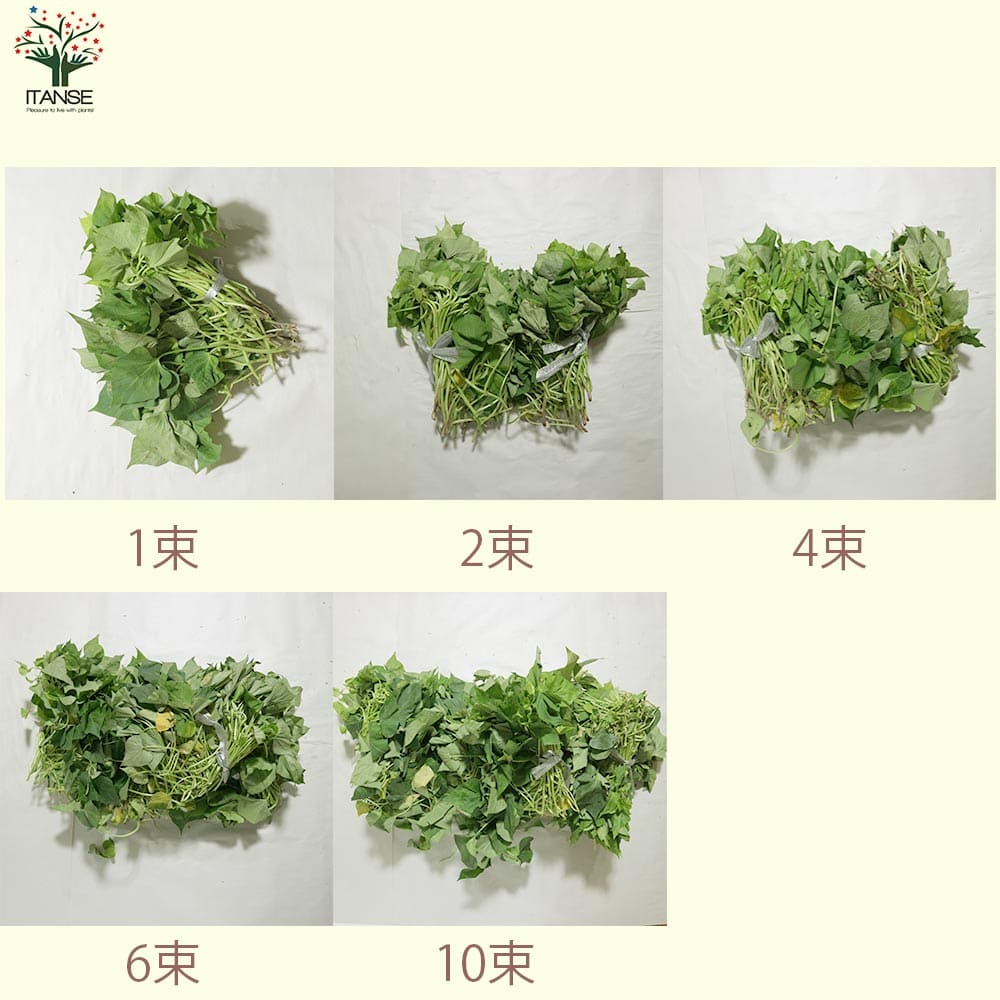さつまいも切苗 品種：ハロウィンスイート【野菜の苗／切苗(約25本/束)】