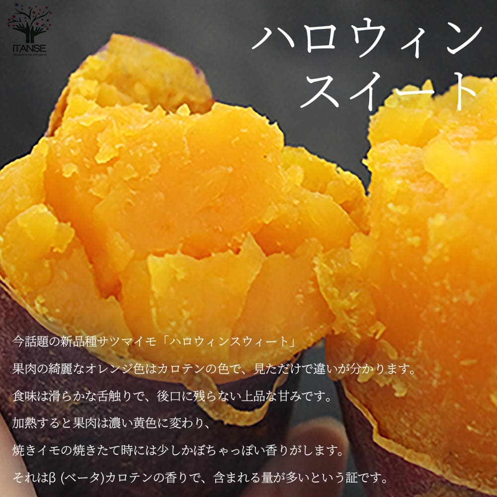 さつまいも切苗 品種：ハロウィンスイート【野菜の苗／切苗(約25本/束)】