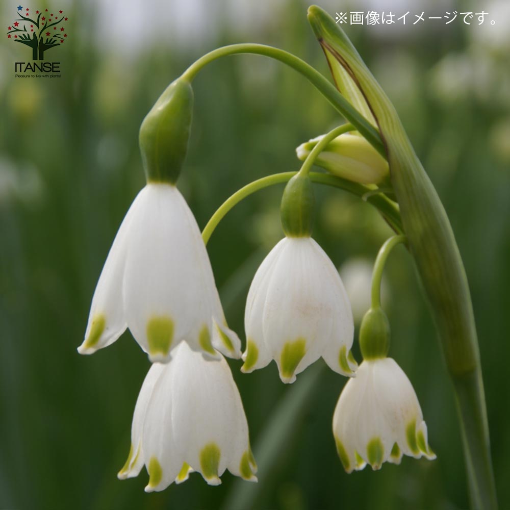 スノーフレーク 【花苗 3.5号ポット苗 球根芽出し苗】｜ 【植物の