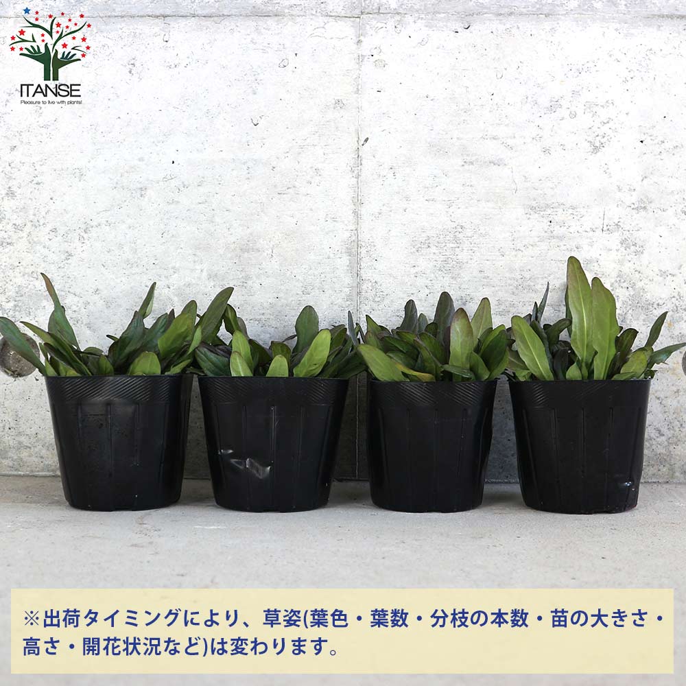 アジュガ チョコレートチップ 【花苗 3号ポット】