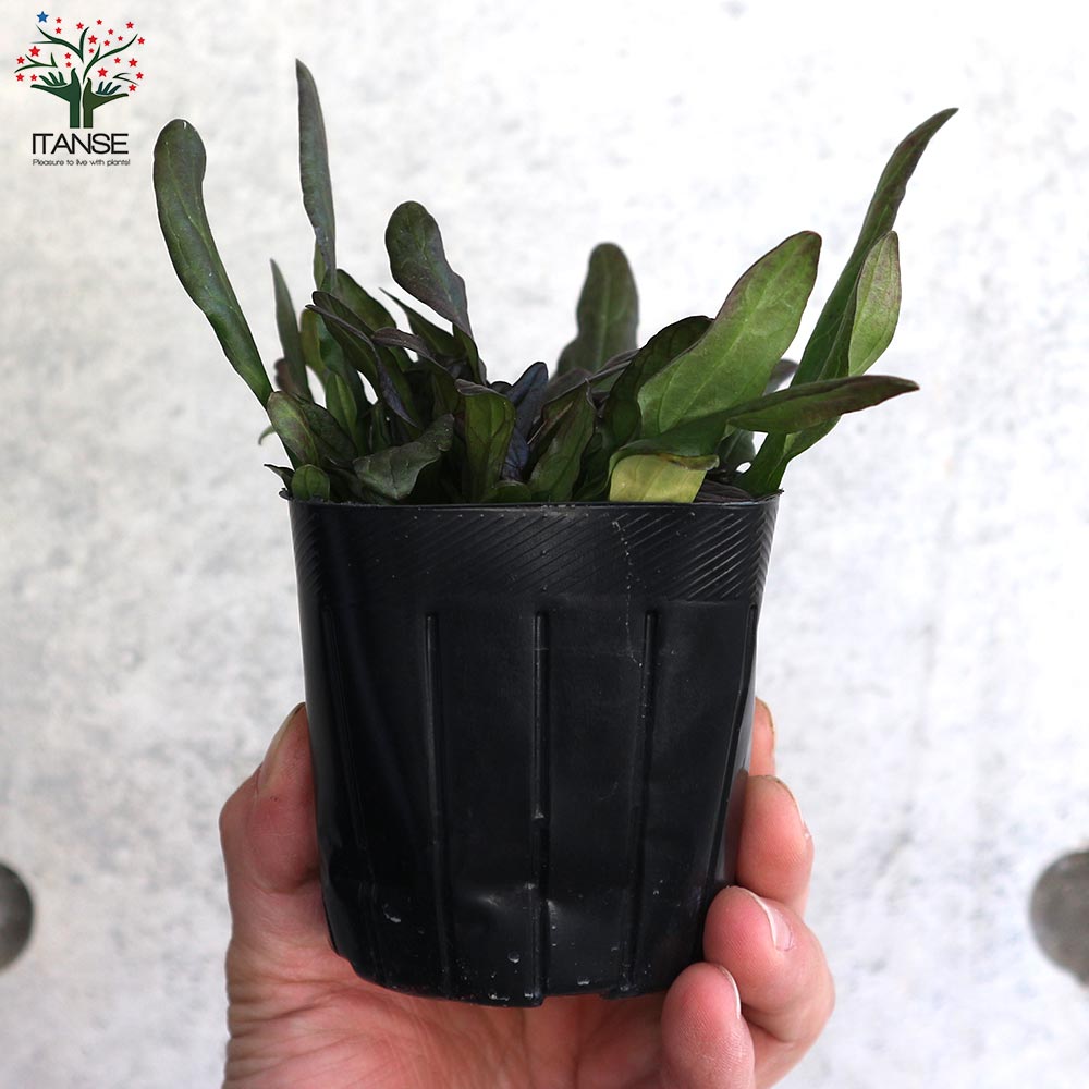 アジュガ チョコレートチップ 【花苗 3号ポット】