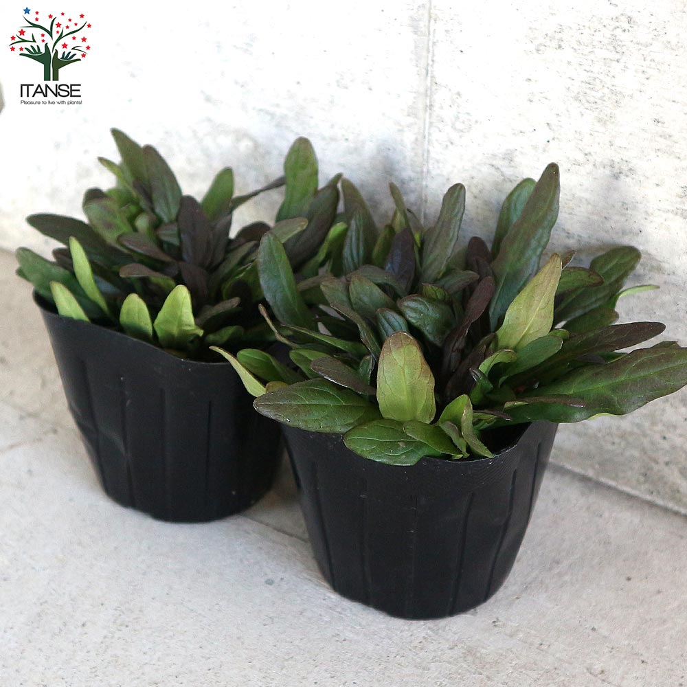 アジュガ チョコレートチップ 【花苗 3号ポット】