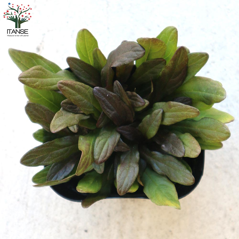 アジュガ苗 チョコレートチップ50ポット アジュガ苗 チョコレートチップ50ポット