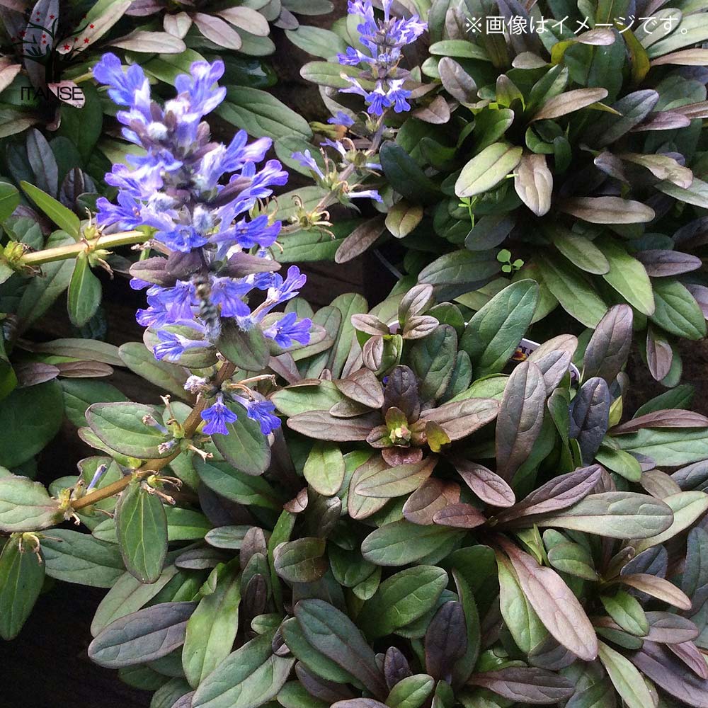 アジュガ チョコレートチップ 【花苗 3号ポット】