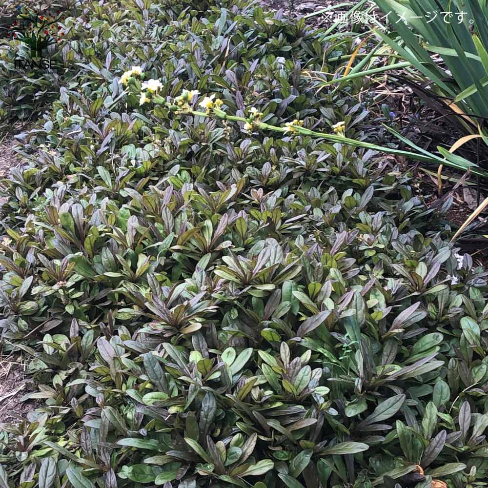 アジュガ チョコレートチップ 【花苗 3号ポット】｜ 【植物の