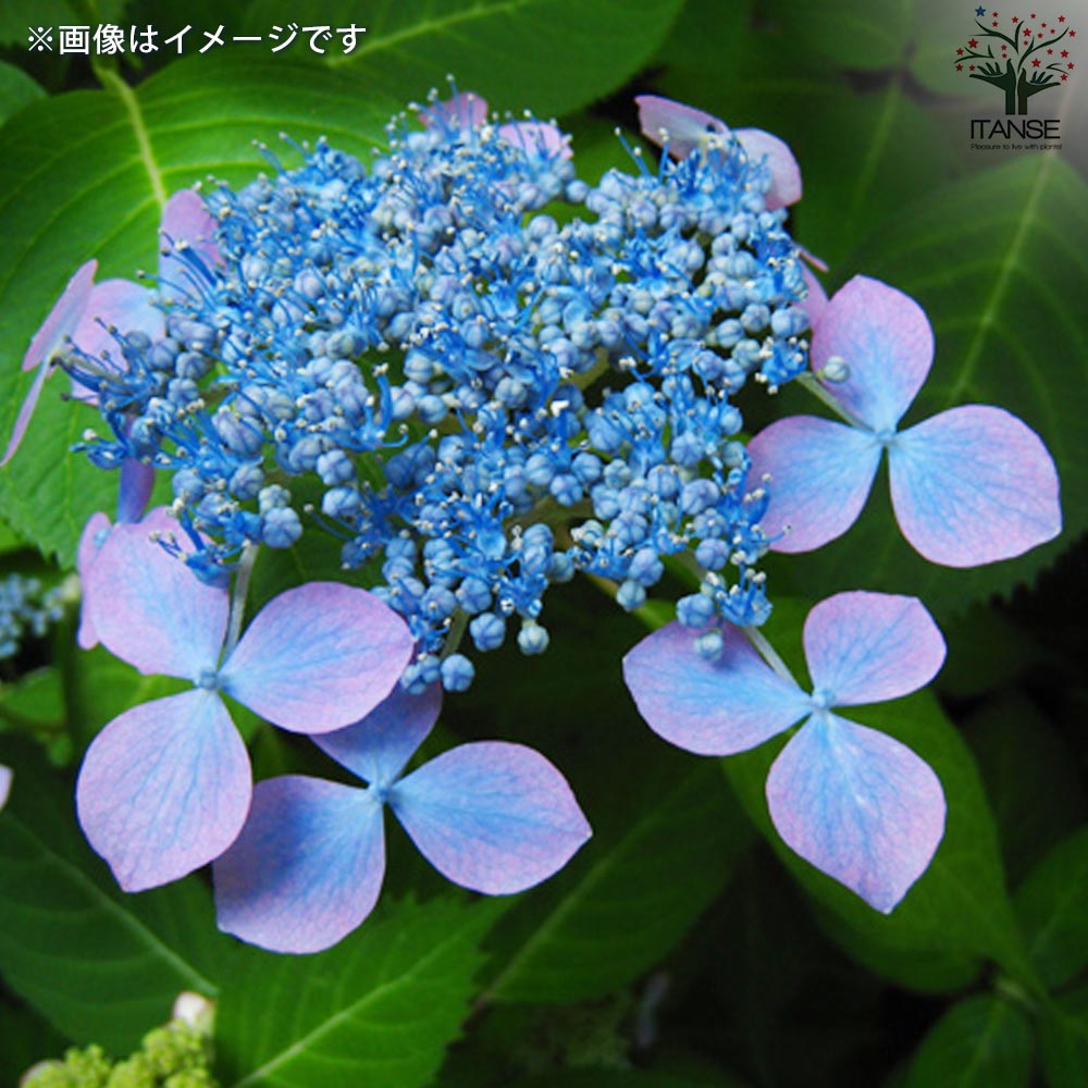 山アジサイの苗 品種：紅風車(ベニフウシャ)【花苗 3号ポット