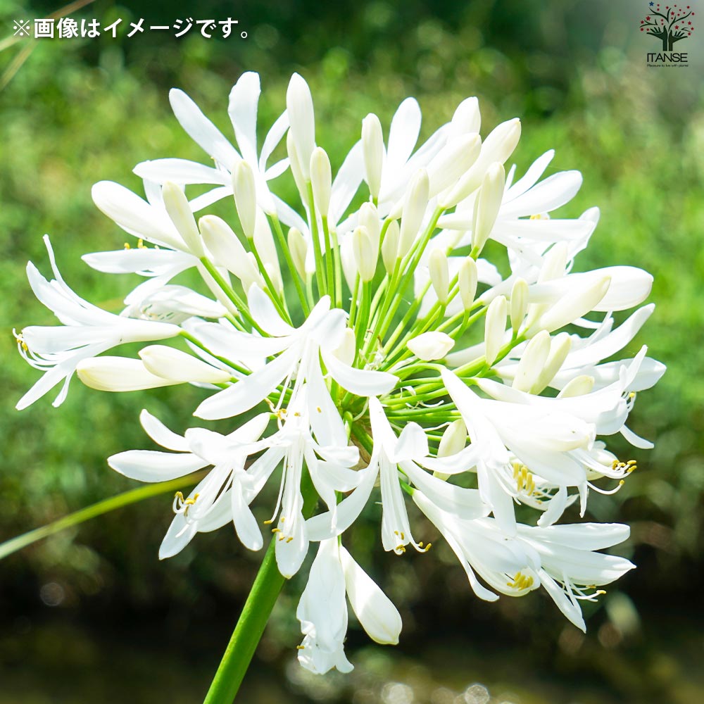 白花 アガパンサス 白花【花苗 3.5号ポット】｜ 【植物のITANSE】全品