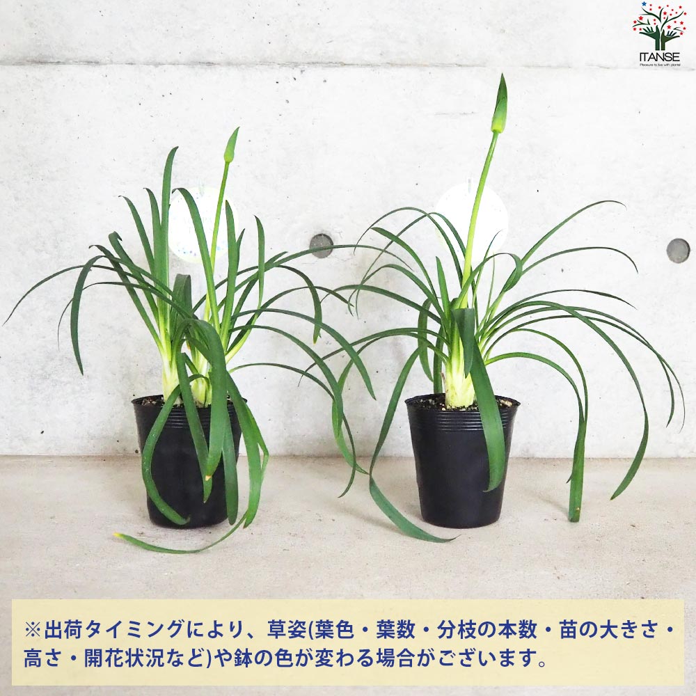 アガパンサス 白花【花苗 3.5号ポット】｜ 【植物のITANSE】全品