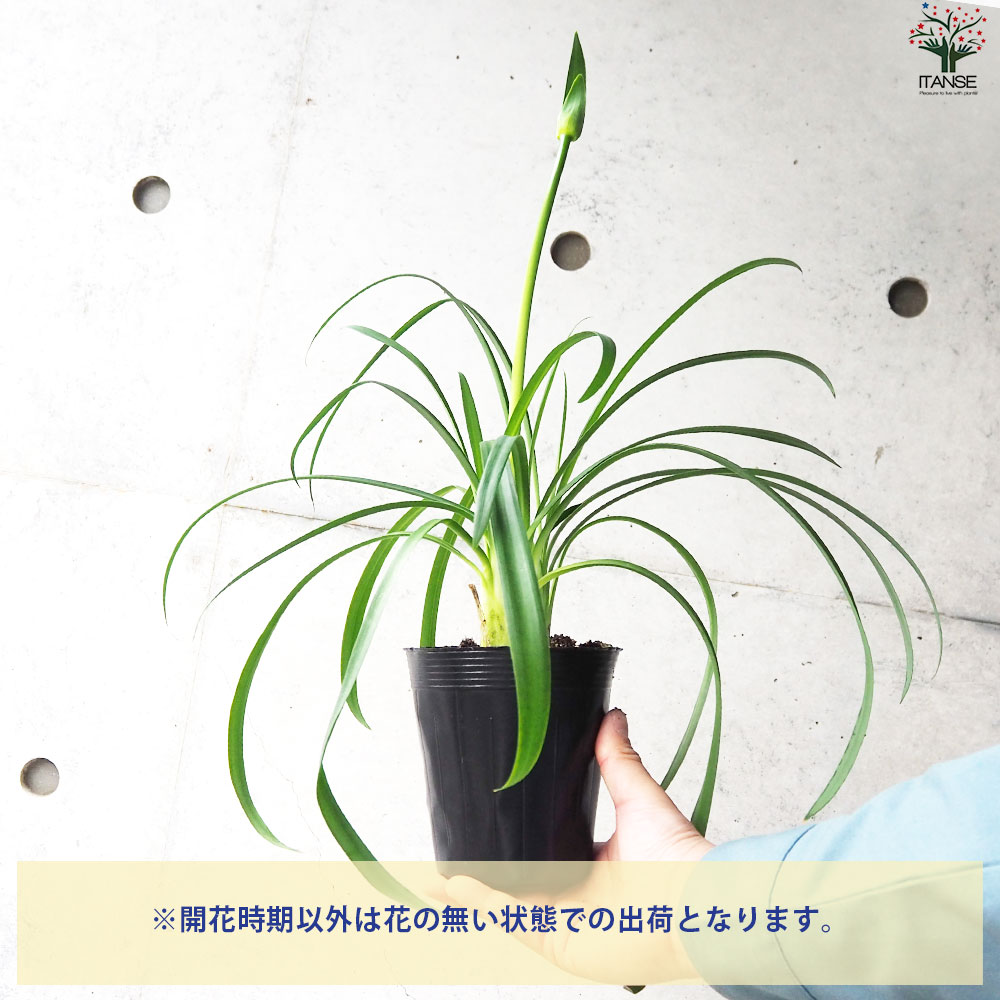 アガパンサス 白花【花苗 3.5号ポット】｜ 【植物のITANSE】全品