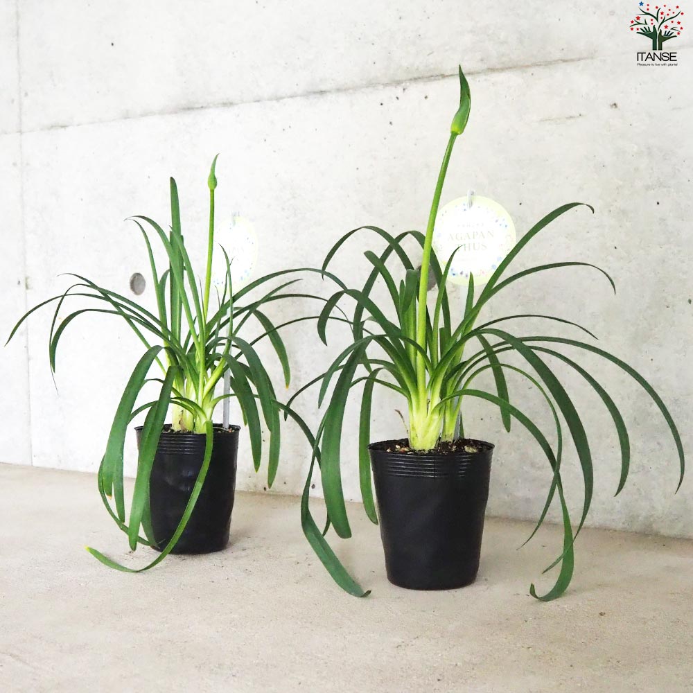 アガパンサス 白花【花苗 3.5号ポット】｜ 【植物のITANSE】全品