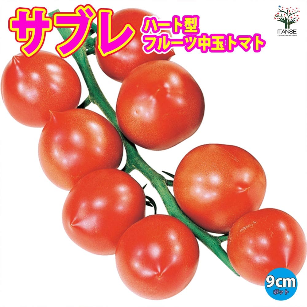 ハート型フルーツ中玉トマト サブレ2個～【野菜 自根苗9cmポット】