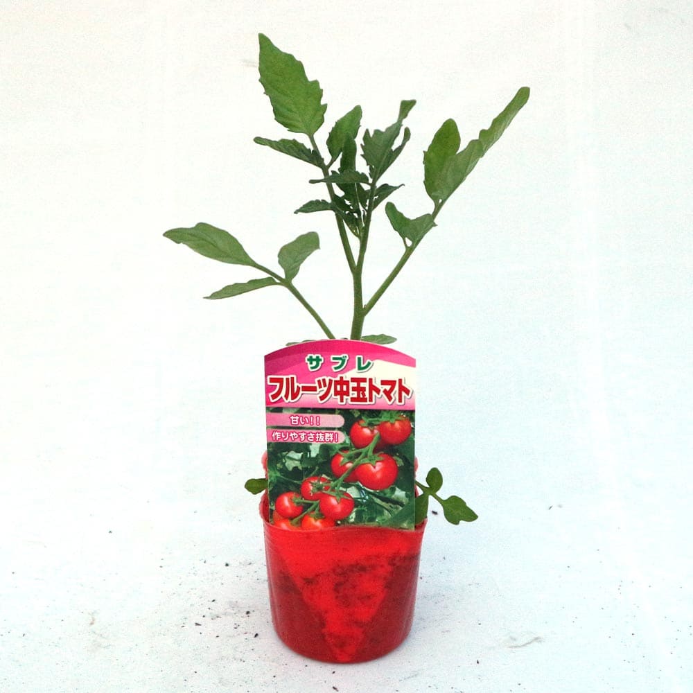 ハート型フルーツ中玉トマト サブレ2個～【野菜 自根苗9cmポット】