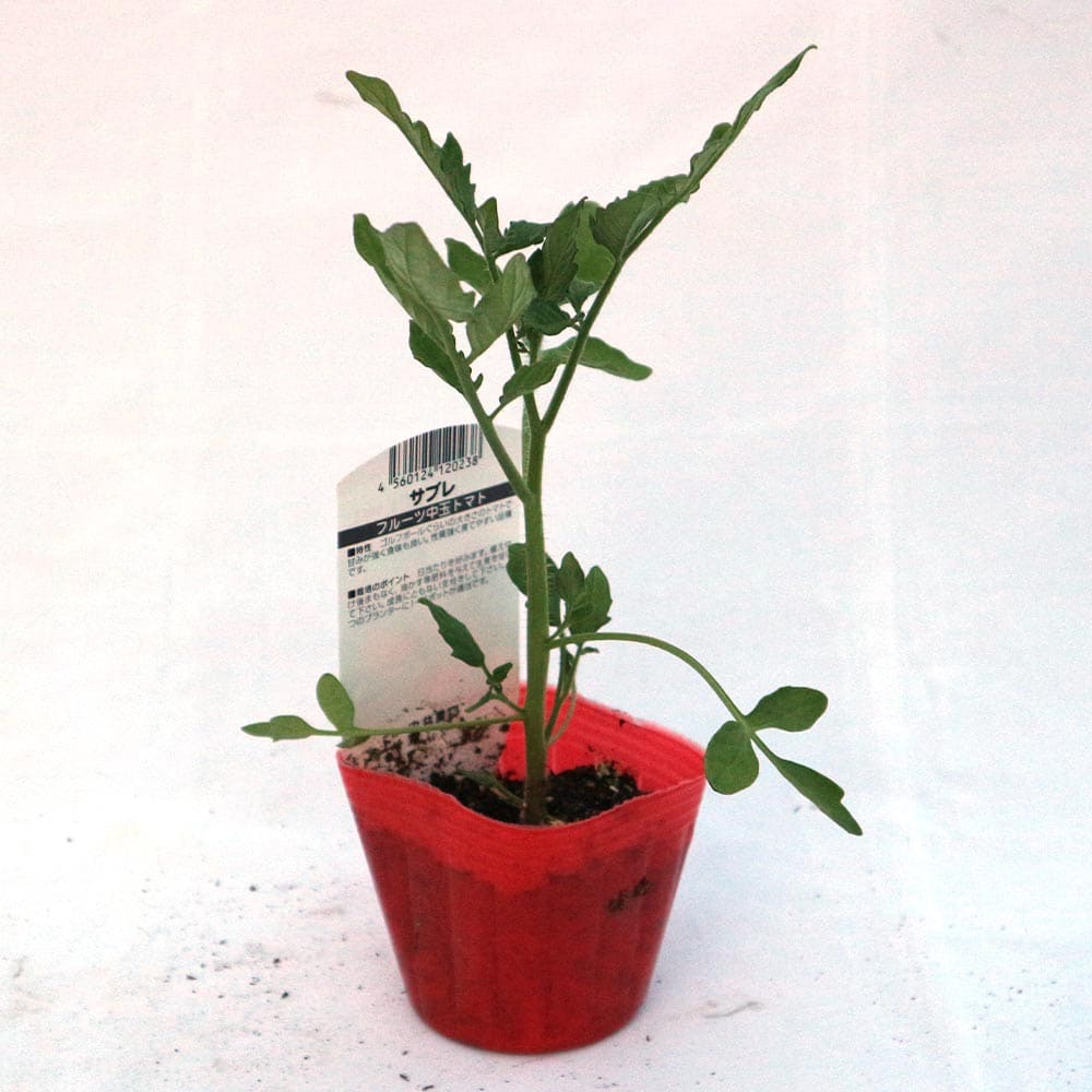 ハート型フルーツ中玉トマト サブレ2個～【野菜 自根苗9cmポット】