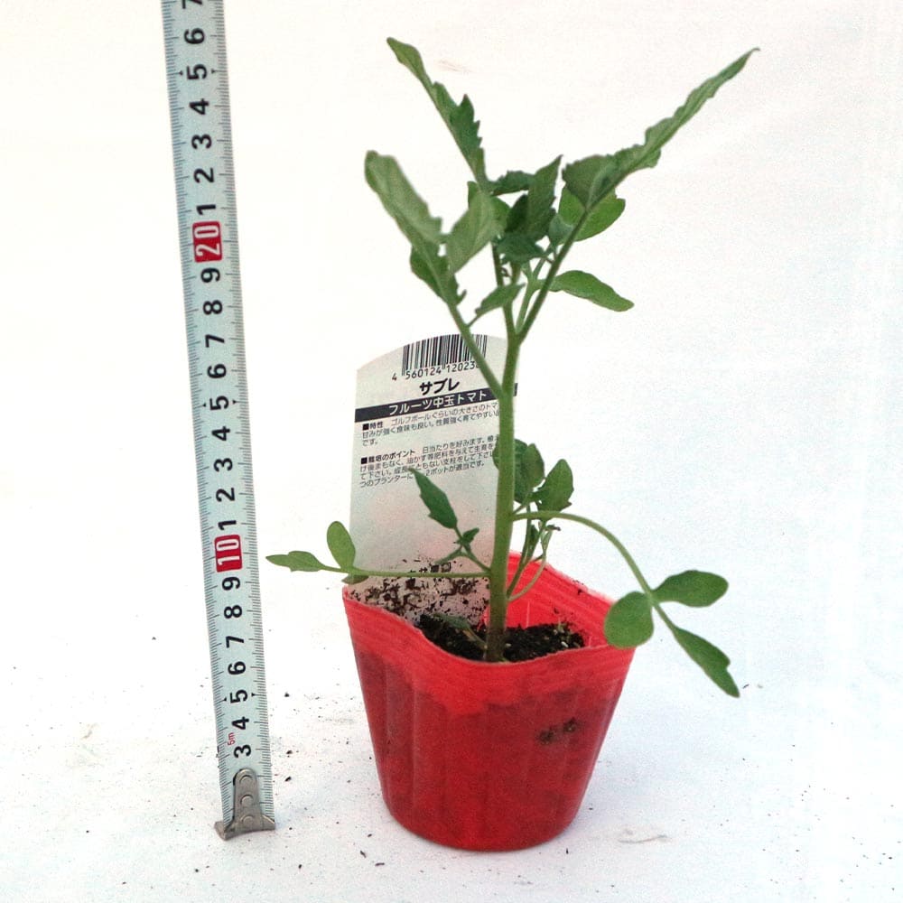 ハート型フルーツ中玉トマト サブレ2個～【野菜 自根苗9cmポット】