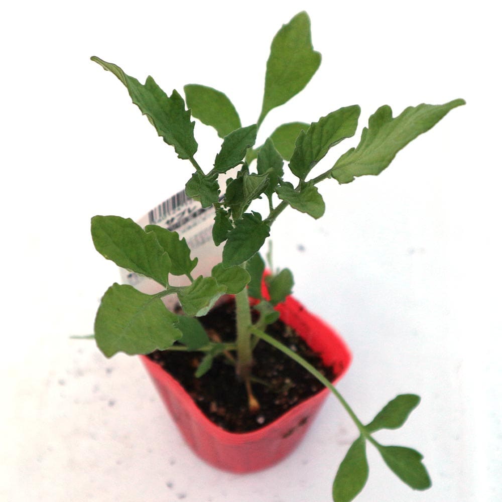 ハート型フルーツ中玉トマト サブレ2個～【野菜 自根苗9cmポット】