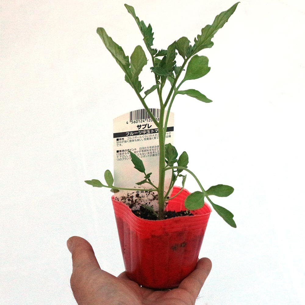 ハート型フルーツ中玉トマト サブレ2個～【野菜 自根苗9cmポット】