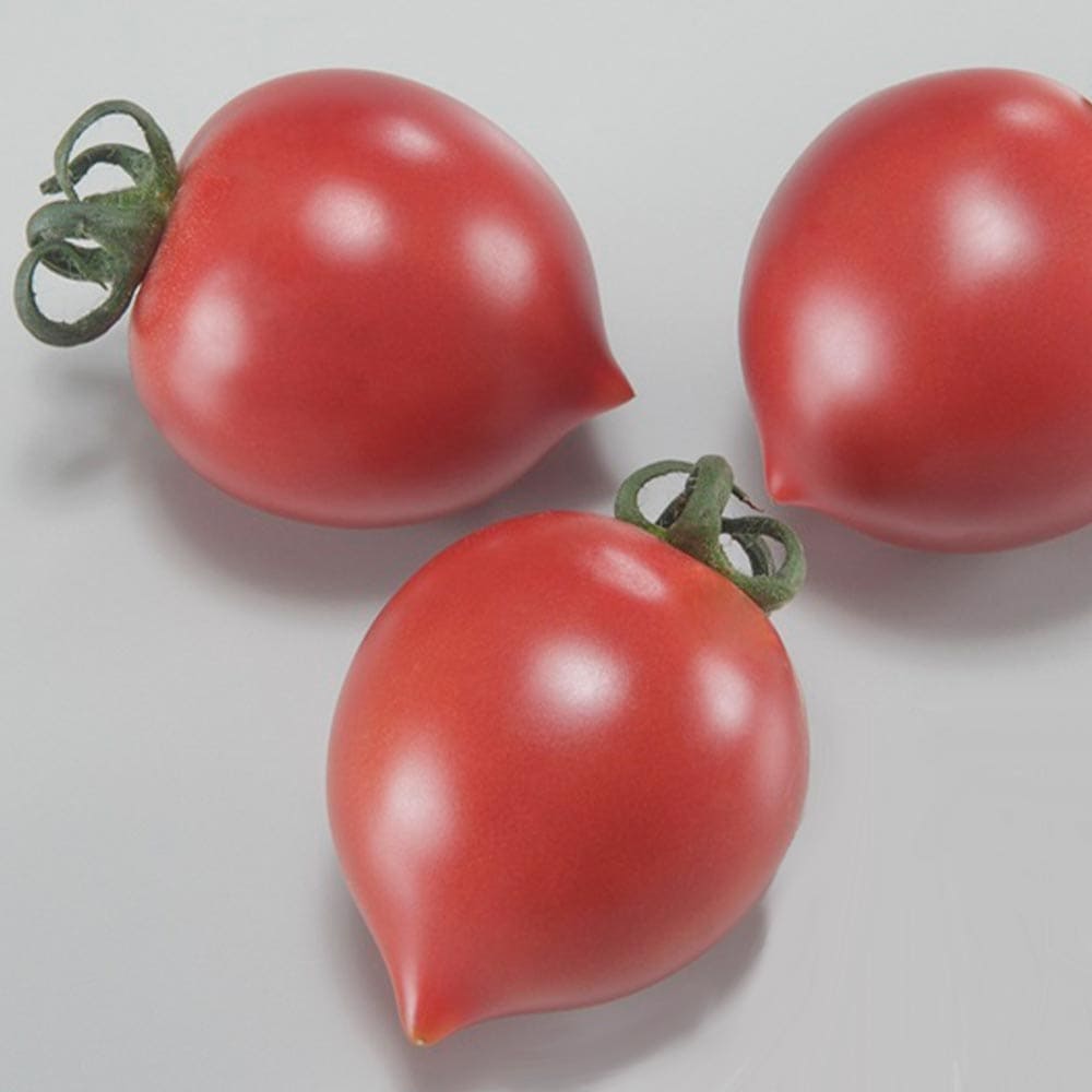 ハート型フルーツ中玉トマト サブレ2個～【野菜 自根苗9cmポット