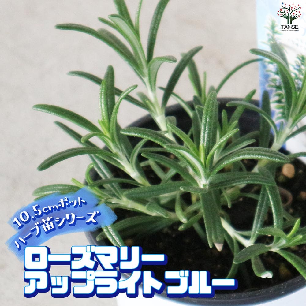 ローズマリー アップライトブルー(立ち性青花) 10.5cm2個～【おうちで簡単！育てやすい10.5cmポットハーブ苗シリーズ！】