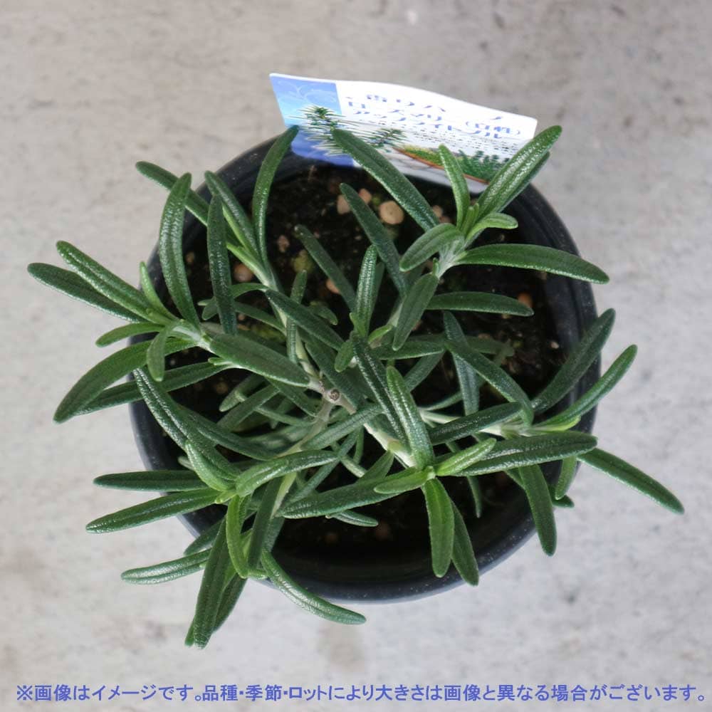 ローズマリー アップライトブルー(立ち性青花) 10.5cm2個～【おうちで簡単！育てやすい10.5cmポットハーブ苗シリーズ！】