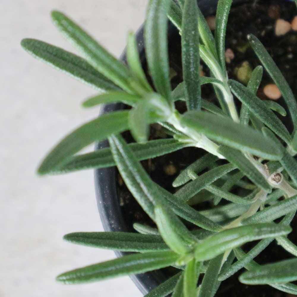 ローズマリー アップライトブルー(立ち性青花) 10.5cm2個～【おうちで