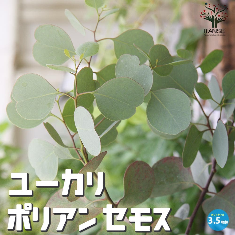 ユーカリ ポリアンセモス