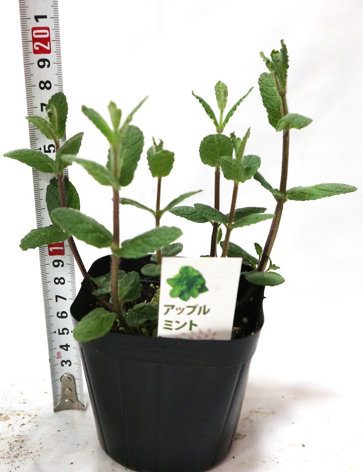 「アップルミント」ハーブ10.5cmポット苗 通年植付け可能!【2個セット】
