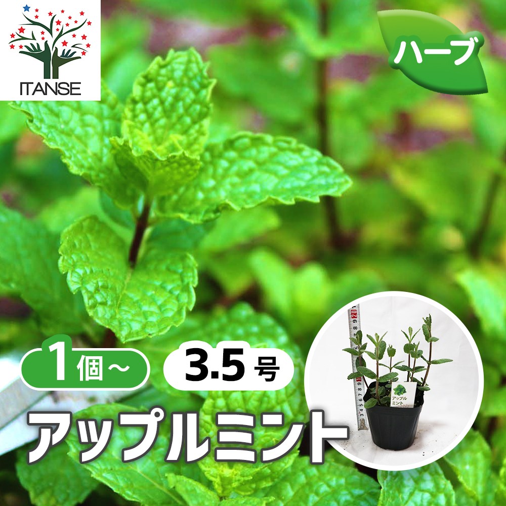 アップルミント【ハーブ苗9～10.5cmポット／1個～】｜ 【植物の