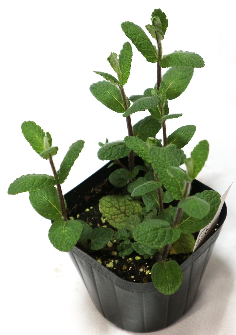 アップルミント」ハーブ10.5cmポット苗 通年植付け可能!【2個セット