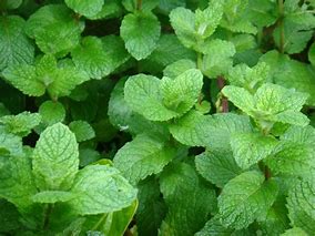 「アップルミント」ハーブ10.5cmポット苗 通年植付け可能!【2個セット】