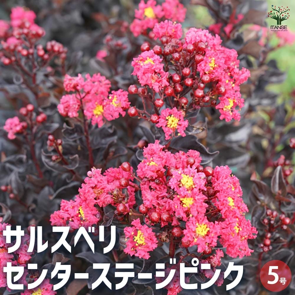 サルスベリ センターステージピンク 【花木苗 5号ポット／1個売り】