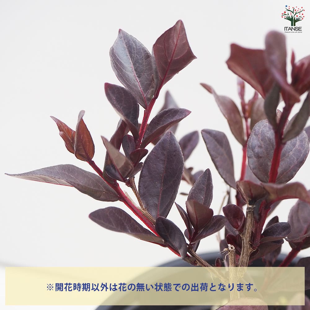 サルスベリ センターステージピンク 【花木苗 5号ポット／1個売り】