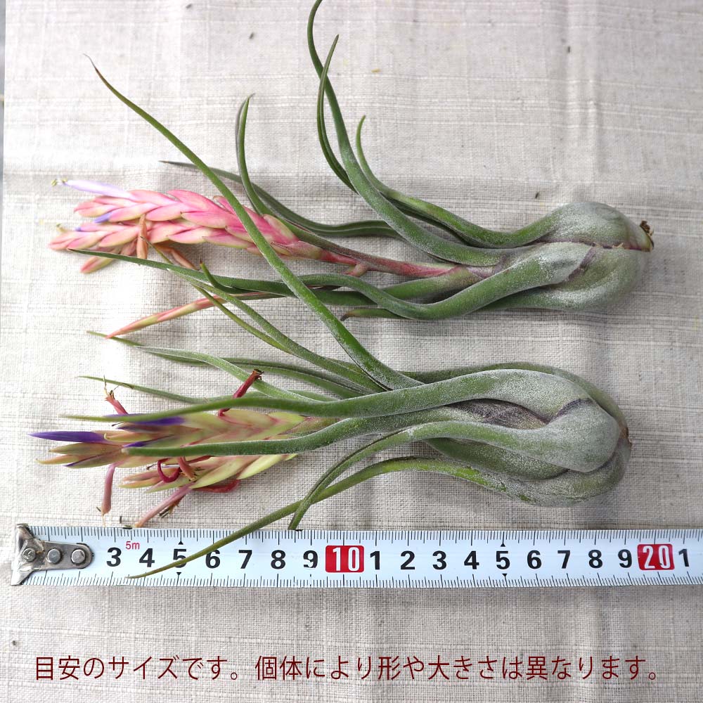 巨大種)　チランジア　ファシクラータ x カプトメデューサ　子株つき 巨大種) チランジア ファシクラータ x カプトメデューサ 子株つき